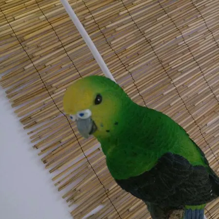 Wonder Casa de hóspedes